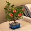 Azalea Bonsai -Botanical Bliss 28767