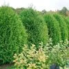 Thuja Cheer Drops™ -Botanical Bliss 28791