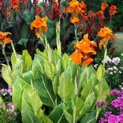 Tropicanna® Gold Canna Lily Bulb