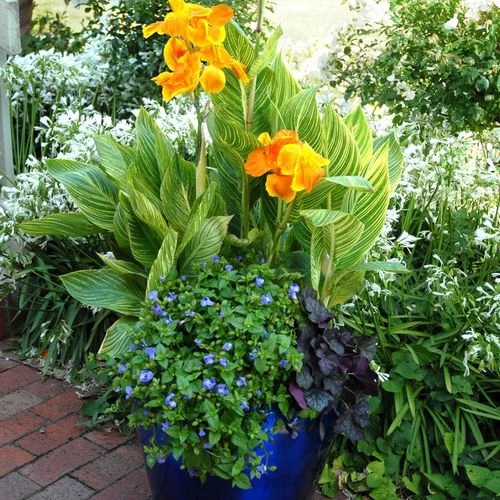 Tropicanna® Gold Canna Lily Bulb 4 Tropicanna® Gold Canna Lily Bulb - Image 2