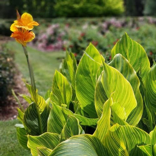 Tropicanna® Gold Canna Lily Bulb 5 Tropicanna® Gold Canna Lily Bulb - Image 3