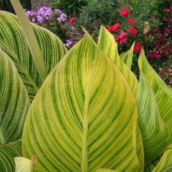 Tropicanna® Gold Canna Lily Bulb 10 Tropicanna® Gold Canna Lily Bulb -Botanical Bliss 28800 3