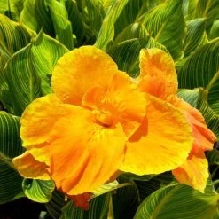 Tropicanna® Gold Canna Lily Bulb 11 Tropicanna® Gold Canna Lily Bulb -Botanical Bliss 28800 4