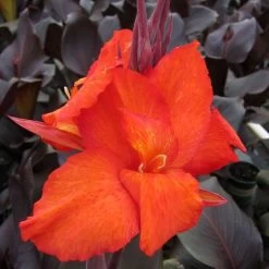 Tropicanna® Black Canna Lily Bulb