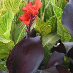 Tropicanna® Black Canna Lily Bulb -Botanical Bliss 28801 2