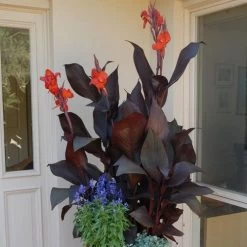 Tropicanna® Black Canna Lily Bulb -Botanical Bliss 28801 3