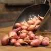 Nero Shallots Hybrid Onion Sets -Botanical Bliss 28805 PK 80
