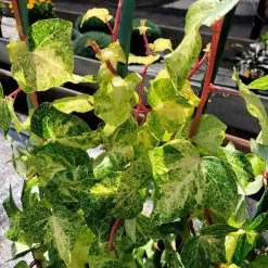 Hedera 'Tropical Blizzard'