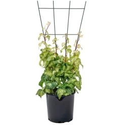 Hedera 'Tropical Blizzard' -Botanical Bliss 28808 2