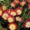 Delosperma 'Jewel Of Desert Ruby' 1 Delosperma 'Jewel Of Desert Ruby' -Botanical Bliss 28820