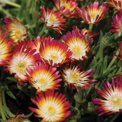 Delosperma 'Jewel Of Desert Ruby'