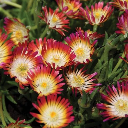Delosperma 'Jewel Of Desert Ruby' 3 Delosperma 'Jewel Of Desert Ruby'