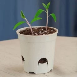 Park Seed Seed-Starting Eco Pots 3 Inch Round (6-Pack)