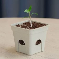 Park Seed Seed-Starting Eco Pots 2 Inch Square (6-Pack)