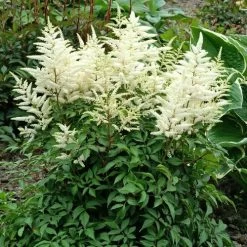 Astilbe 'Washington'