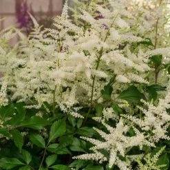 Astilbe 'Washington' -Botanical Bliss 28849 2