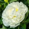 'Duchesse De Nemours' Peony