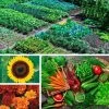Park Seed Ultimate Garden Seed Collection -Botanical Bliss 28867
