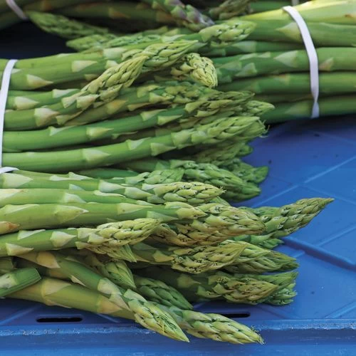 Asparagus Millenium 3 Asparagus Millenium