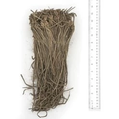 Asparagus Millenium 7 Asparagus Millenium -Botanical Bliss 28872 PK 25 2