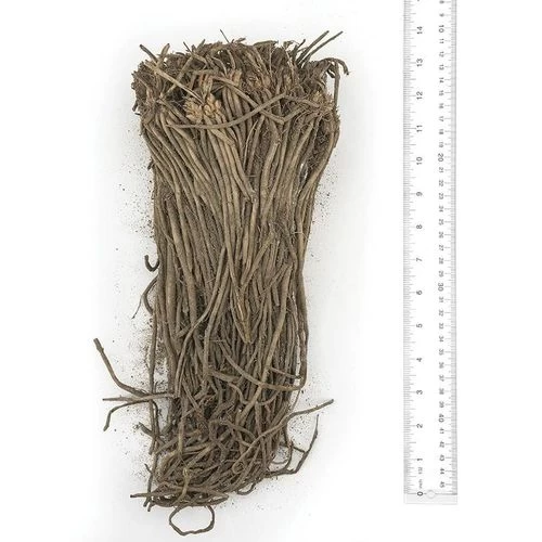 Asparagus Millenium 5 Asparagus Millenium - Image 3