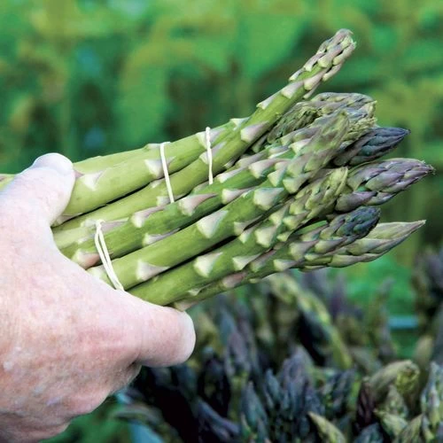 Asparagus 'Mary Washington' 3 Asparagus 'Mary Washington'