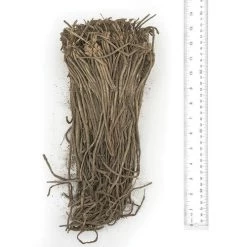 Asparagus 'Mary Washington' 7 Asparagus 'Mary Washington' -Botanical Bliss 28873 PK 25 2