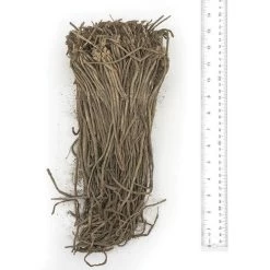 Asparagus Purple Passion -Botanical Bliss 28874 PK 25 2