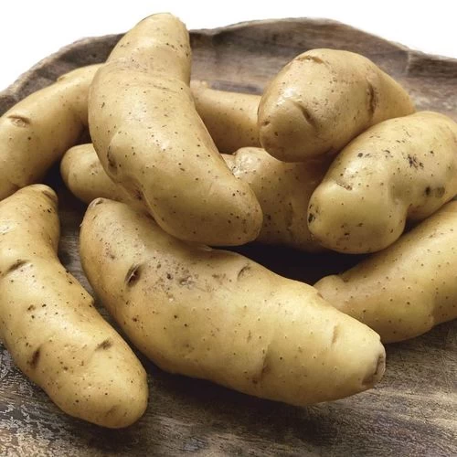 Austrian Crescent Fingerling Potato - 2 Pound Bag 3 Austrian Crescent Fingerling Potato - 2 Pound Bag