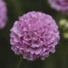 Armeria Dreameria® 'Sweet Dreams' -Botanical Bliss 28899