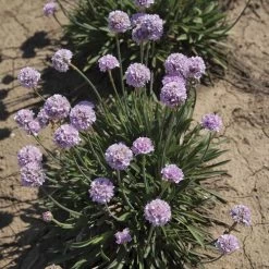Armeria Dreameria® 'Sweet Dreams' -Botanical Bliss 28899 2