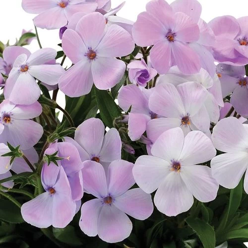 Phlox 'Woodlander Lilac' 3 Phlox 'Woodlander Lilac'