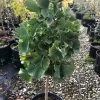 Ginkgo 'Troll' Topiary -Botanical Bliss 28933