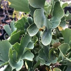 Ginkgo 'Troll' Topiary 8 Ginkgo 'Troll' Topiary -Botanical Bliss 28933 2