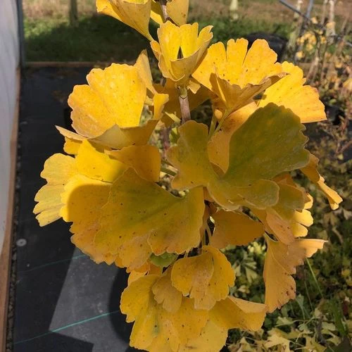 Ginkgo 'Troll' Topiary 6 Ginkgo 'Troll' Topiary - Image 4