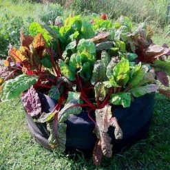 Smart Pot® Round Raised Bed Junior (Black) 50-Gallon Fabric Planter -Botanical Bliss 28969 1