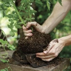 Smart Pot® Fabric Planter 2 Gallon Transplanter (Black) (3-Pack) -Botanical Bliss 28986 PK 3 1