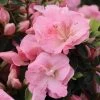 Rhododendron Perfecto Mundo® Pink Carpet™ Azalea 2 Rhododendron Perfecto Mundo® Pink Carpet™ Azalea -Botanical Bliss 29023