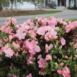 Rhododendron Perfecto Mundo® Pink Carpet™ Azalea 8 Rhododendron Perfecto Mundo® Pink Carpet™ Azalea -Botanical Bliss 29023 1