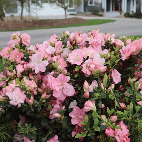 Rhododendron Perfecto Mundo® Pink Carpet™ Azalea 4 Rhododendron Perfecto Mundo® Pink Carpet™ Azalea - Image 2