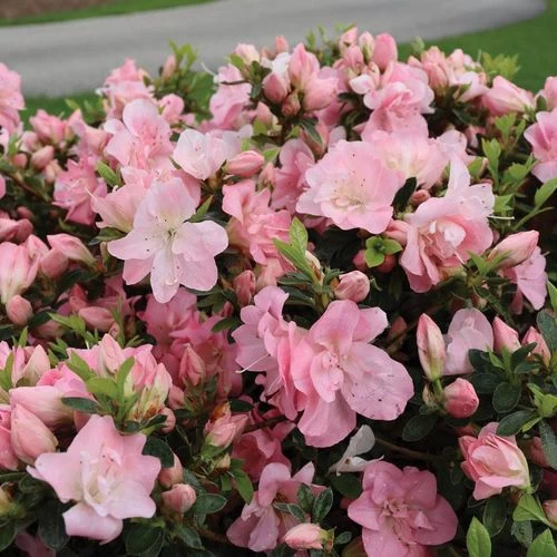 Rhododendron Perfecto Mundo® Pink Carpet™ Azalea 5 Rhododendron Perfecto Mundo® Pink Carpet™ Azalea - Image 3