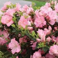 Rhododendron Perfecto Mundo® Pink Carpet™ Azalea 10 Rhododendron Perfecto Mundo® Pink Carpet™ Azalea -Botanical Bliss 29023 3