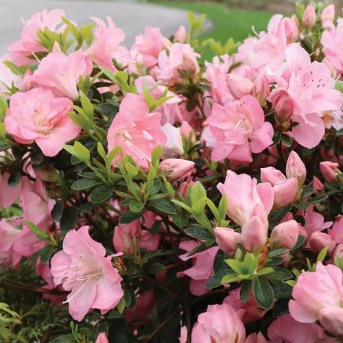 Rhododendron Perfecto Mundo® Pink Carpet™ Azalea 6 Rhododendron Perfecto Mundo® Pink Carpet™ Azalea - Image 4