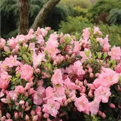 Rhododendron Perfecto Mundo® Pink Carpet™ Azalea 11 Rhododendron Perfecto Mundo® Pink Carpet™ Azalea -Botanical Bliss 29023 4