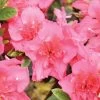 Rhododendron Perfecto Mundo® Epic Coral™ Azalea