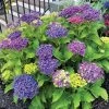 Hydrangea Frill Ride™ Bigleaf Hydrangea -Botanical Bliss 29036