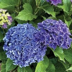 Hydrangea Frill Ride™ Bigleaf Hydrangea -Botanical Bliss 29036 2
