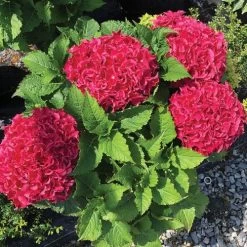 Hydrangea Frill Ride™ Bigleaf Hydrangea -Botanical Bliss 29036 3