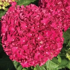 Hydrangea Frill Ride™ Bigleaf Hydrangea -Botanical Bliss 29036 4