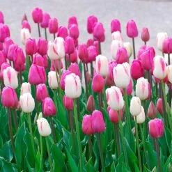 Boysenberry Delight Tulip Bulb Blend -Botanical Bliss 29049 PK 10 2